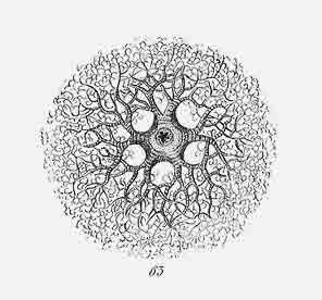 Drawing of the neural network of a brain.