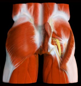 An artist's anatomical rendering of the muscular of a human buttocks, lower back and thighs.
